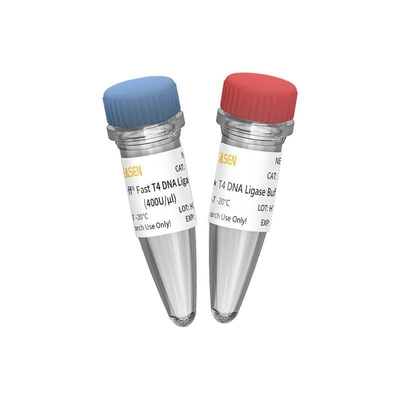 Thư viện NGS Xây dựng nhanh chóng T4 DNA Ligase 400 U / UL CHỈ dành cho nghiên cứu sử dụng