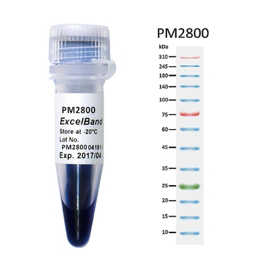 11 dải 9-180KDA Bút đánh dấu protein dải cao màu xanh lam 2x250ul 3 màu 25-300kDa