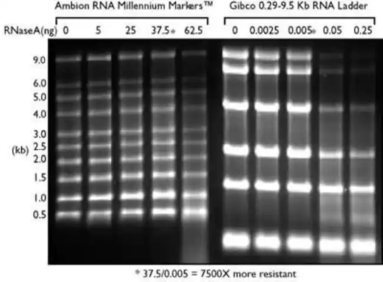 Thang SsRNA Phạm vi thấp và Dấu hiệu RNA, Thang RNA Formamide 0,125-6,0Kb