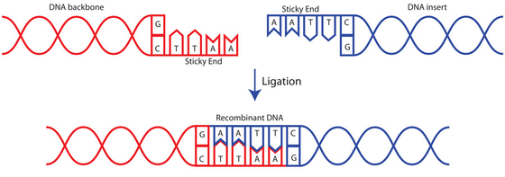 Nghiên cứu Sử dụng Thuốc thử Sinh hóa Quick T4 DNA Ligase 400 U / UL